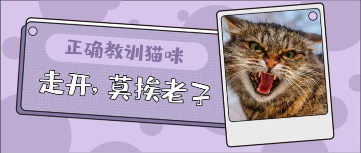 如何让猫咪认识到自己的错误 并深刻反省改正 知乎