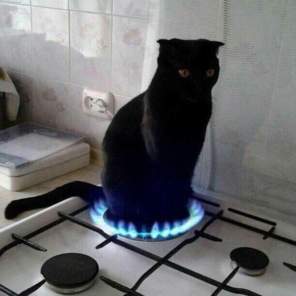 有哪些好看的黑猫头像? - 知乎