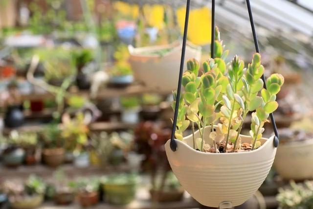 多肉植物怎样上色快 v2-f93976a596424b25f8c49785e9bd07d4_r.jpg