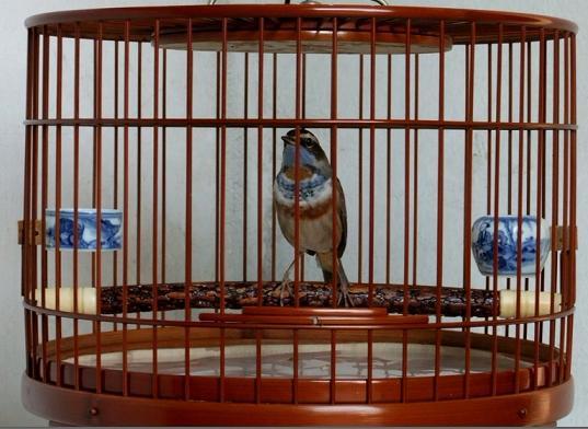 说一说北笼京笼鸟笼的配置