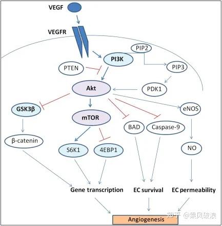 PI3K/Akt信号通路与癌症的发生 - 知乎