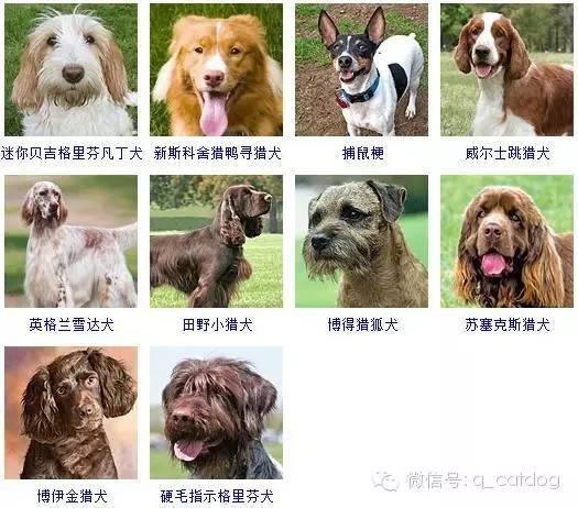 178种狗狗,你认识多少? - 知乎