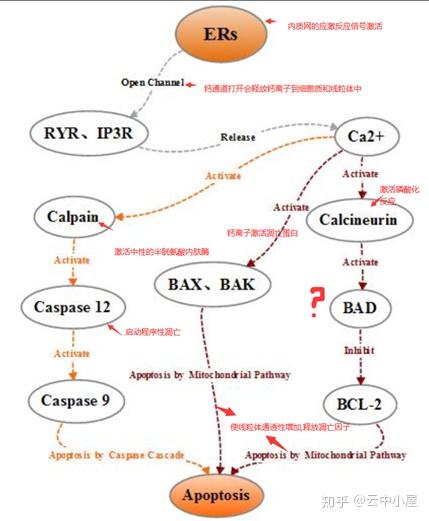 原创笔记最新最全的细胞凋亡整理