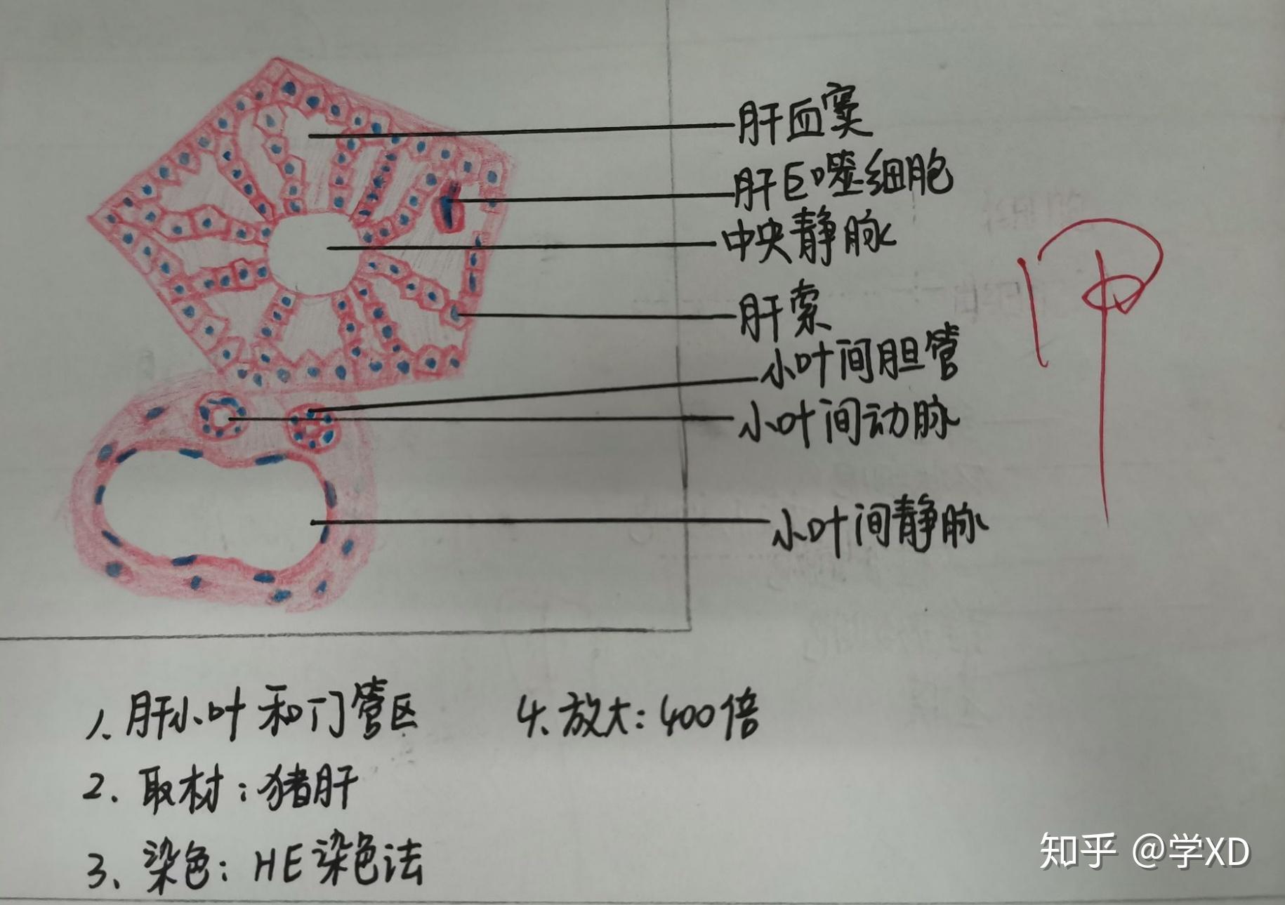 猪肝结构图图片