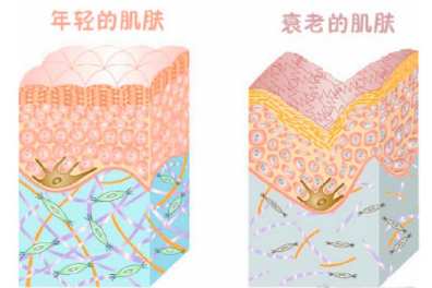 教你科学认识衰老以及应对方法 - 知乎