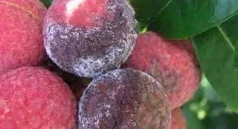 欢迎关注wx公众号:知塔sem知塔sem荔枝微课的直播功能,大家慎用,从内