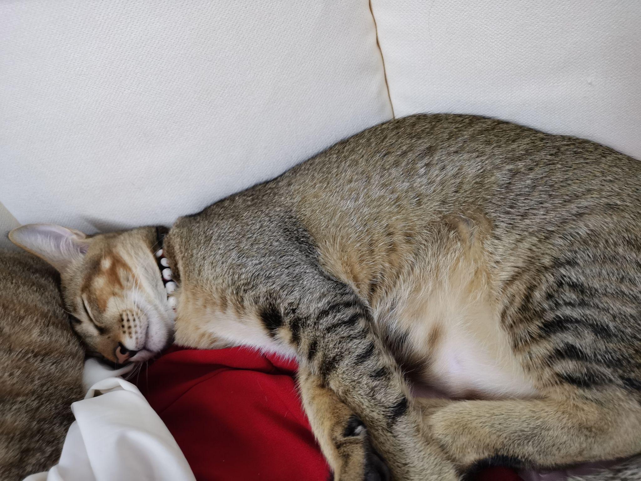 养雀猫(麻猫)是一种怎样的体验? - 知乎