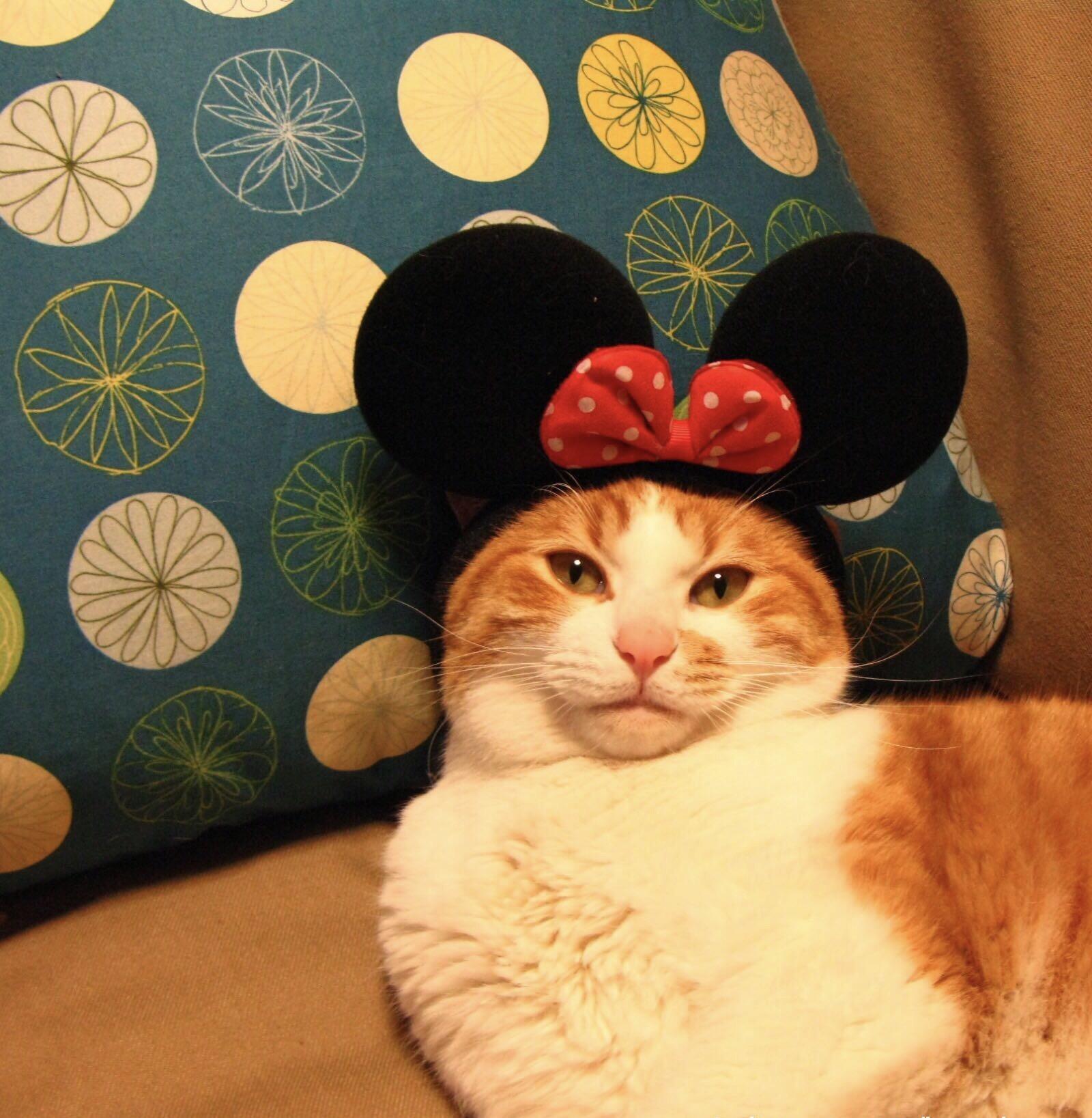 中华田园猫的颜值有多高? - 知乎