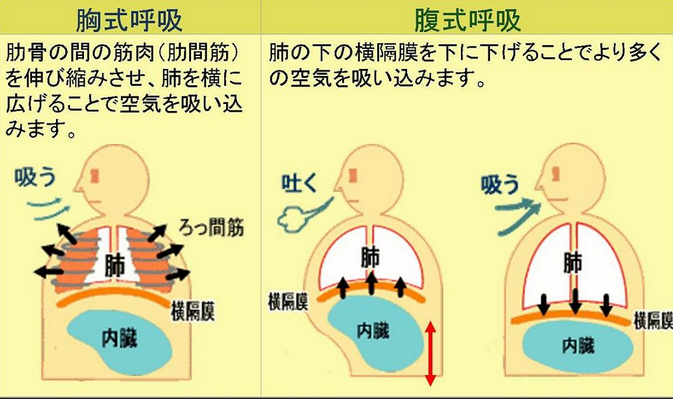 胸式呼吸腹式呼吸瓦氏呼吸法是什么 知乎