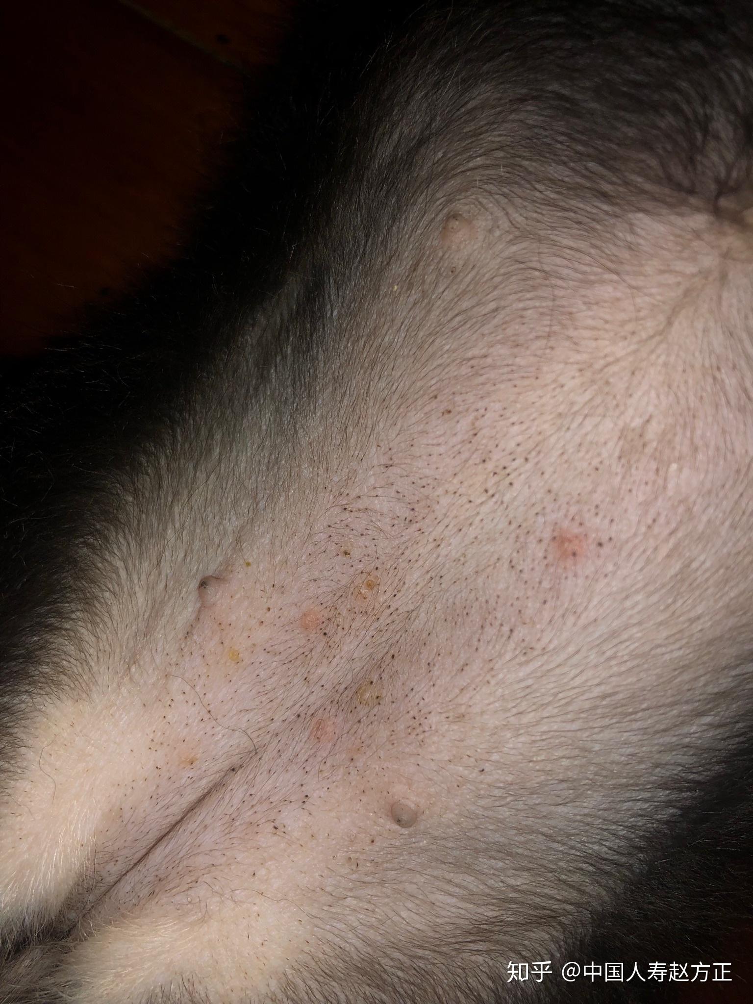 我家狗狗身子下面这是什么?黑点点洗不掉,有影响吗中国人寿赵方正