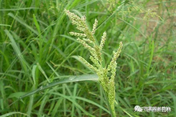 草坪除草不简单,要想除杂草,你就必须了解杂草! - 知乎