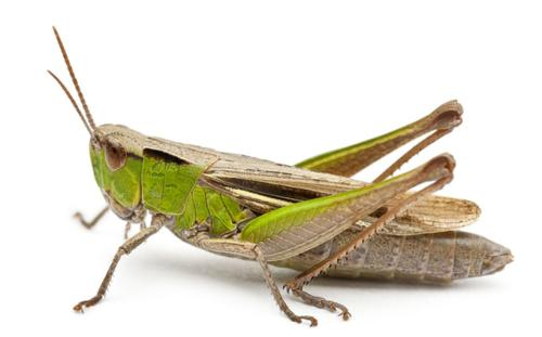 从生物学角度分析:半人马是否可行? 8 v2 f9815d56b523af9ee45fabbcd6e97fb8 720w