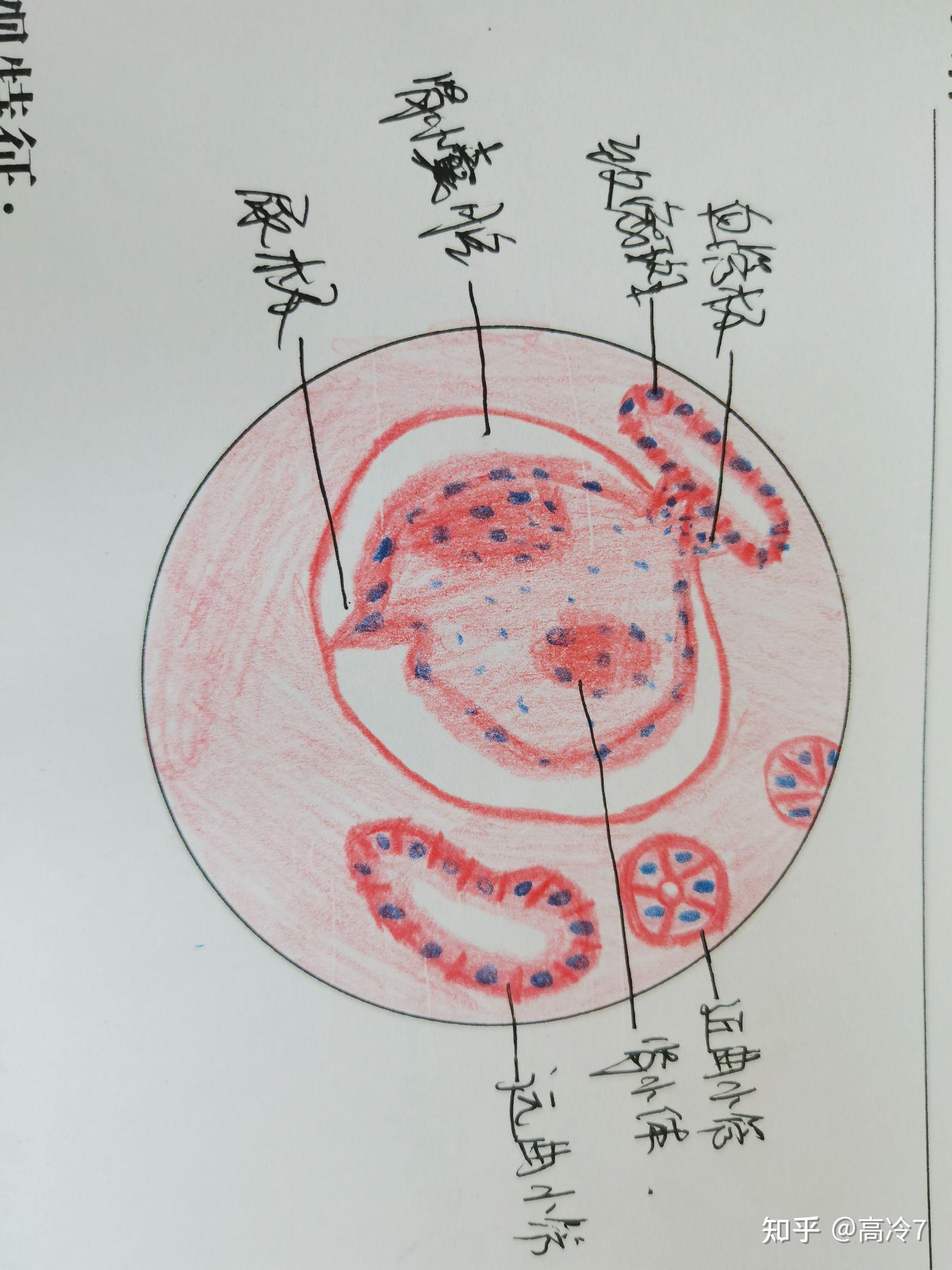 肾皮质的手绘图图片
