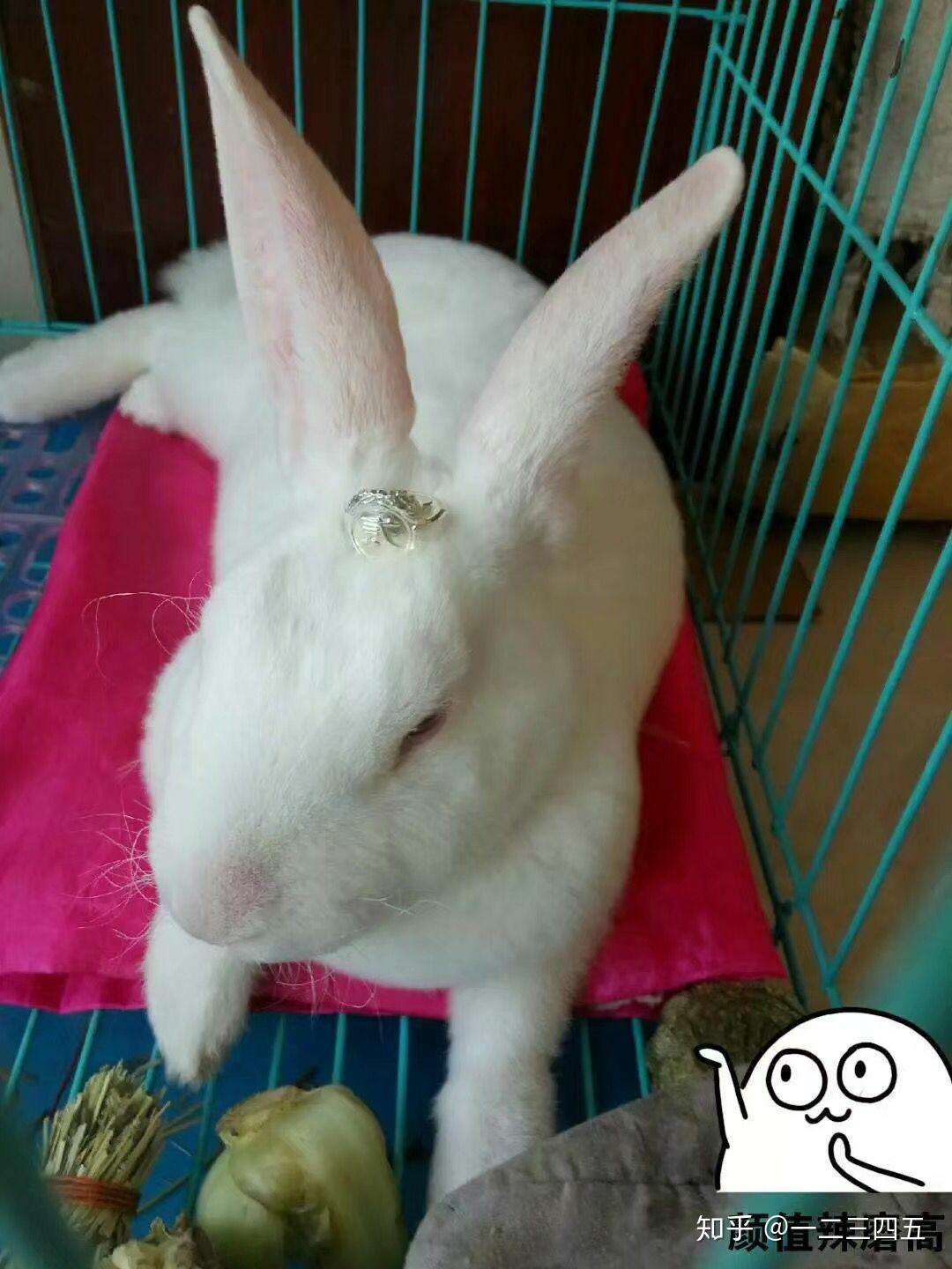 肉兔长大后真的很丑吗