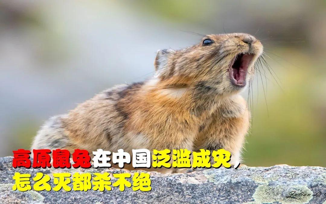 为何数量已达12亿只的高原鼠兔泛滥成灾被称为好事? - 知乎