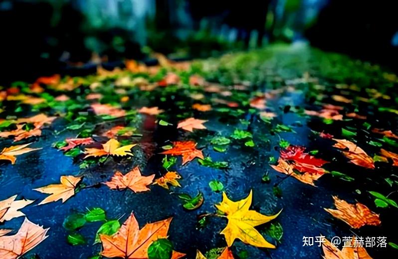 秋雨绵绵,适合秋天下雨发朋友圈唯美文案短句 - 知乎