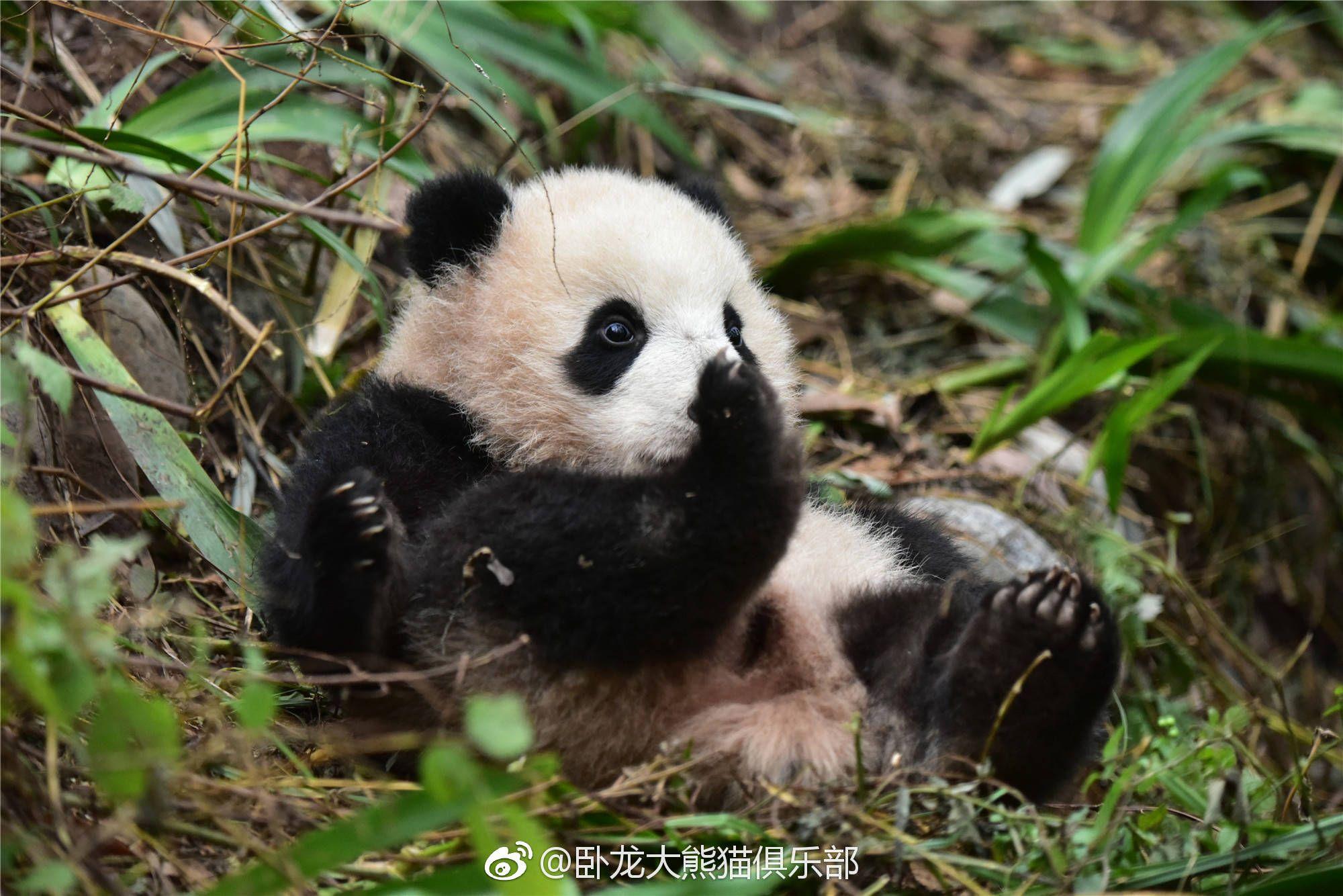 你有哪些珍藏的大熊貓小時候的照片或動圖