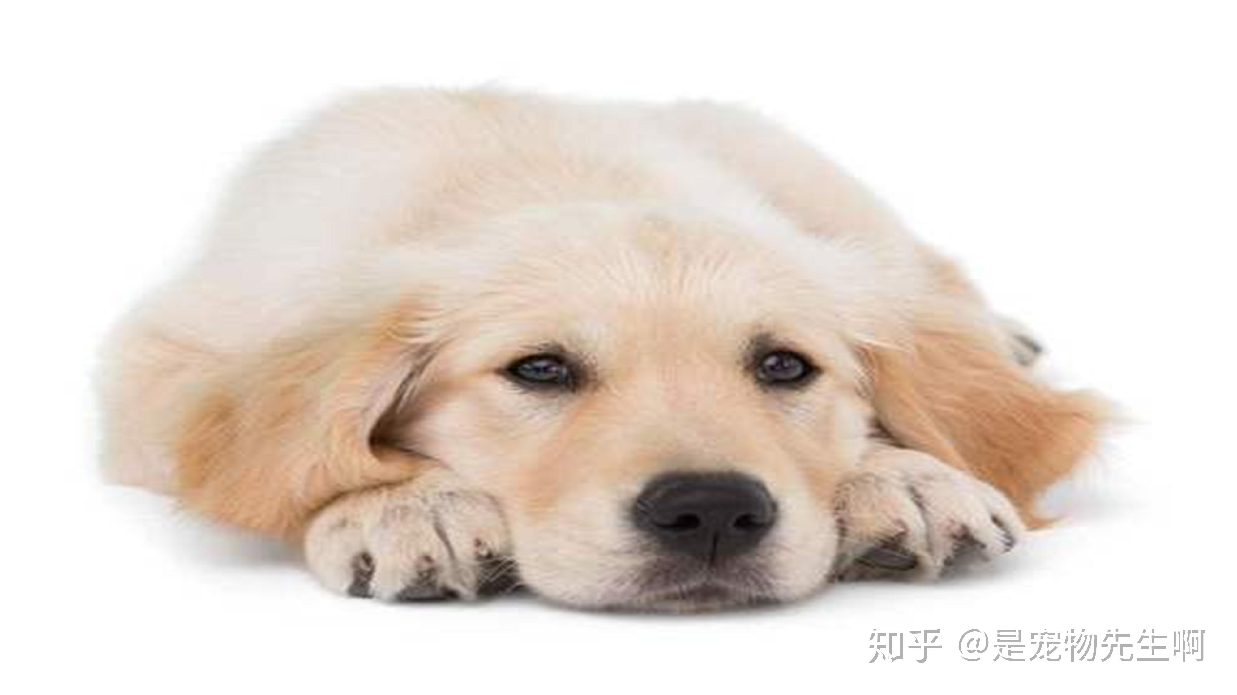 猫咪营养膏:为您的小宝贝提供更全面的呵护
