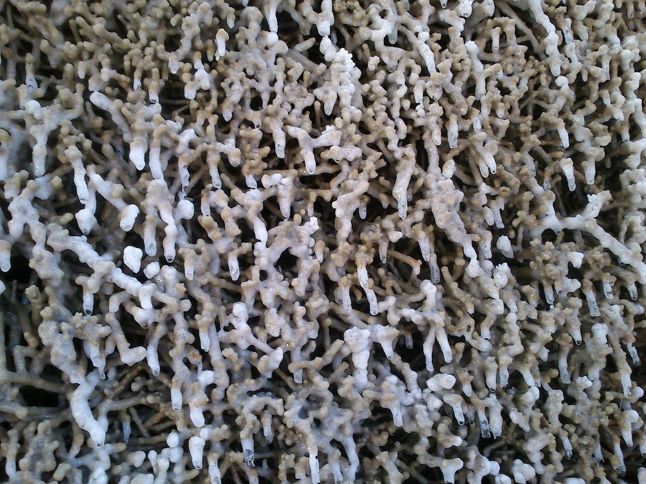 4. 石花病虫害防治