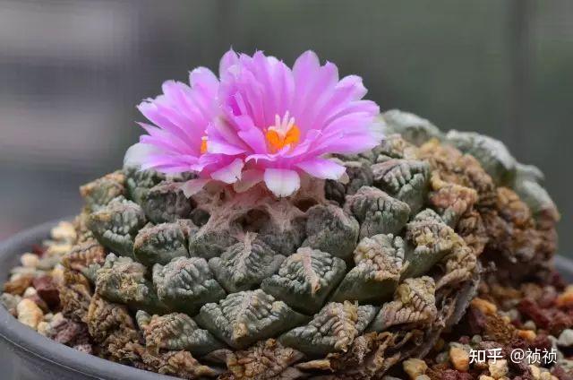 此花风中摇摆的姿态就像一个幽灵一样而得名"鬼兰",并且十分稀有,人工