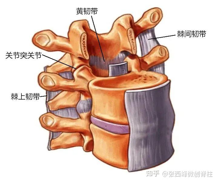 #医心相伴,让爱更踏实#让我们一起来认识脊柱 - 知乎