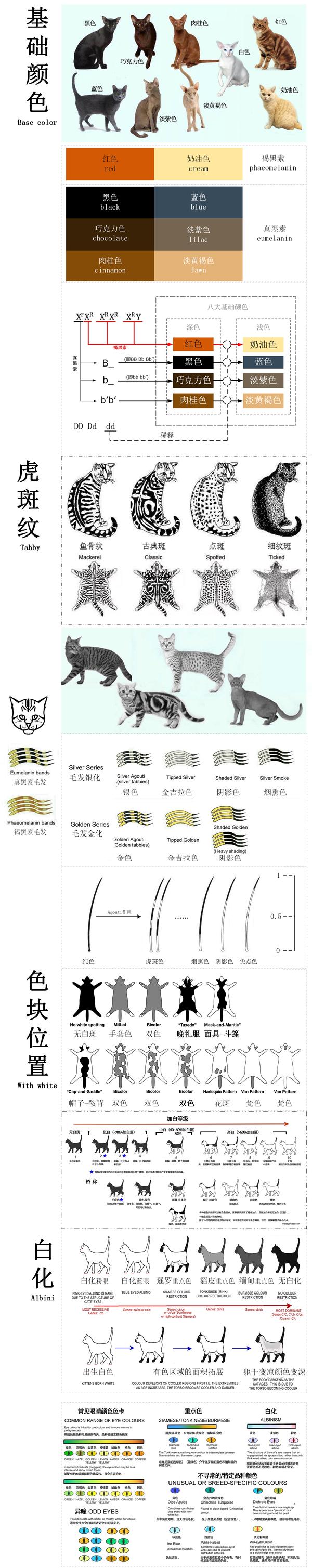 猫咪花色分类及遗传大全 知乎