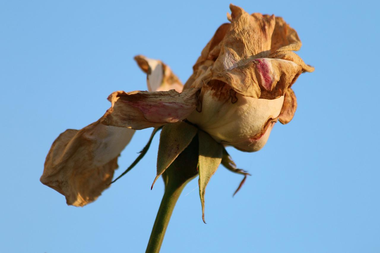 1. 玫瑰花瓣重量