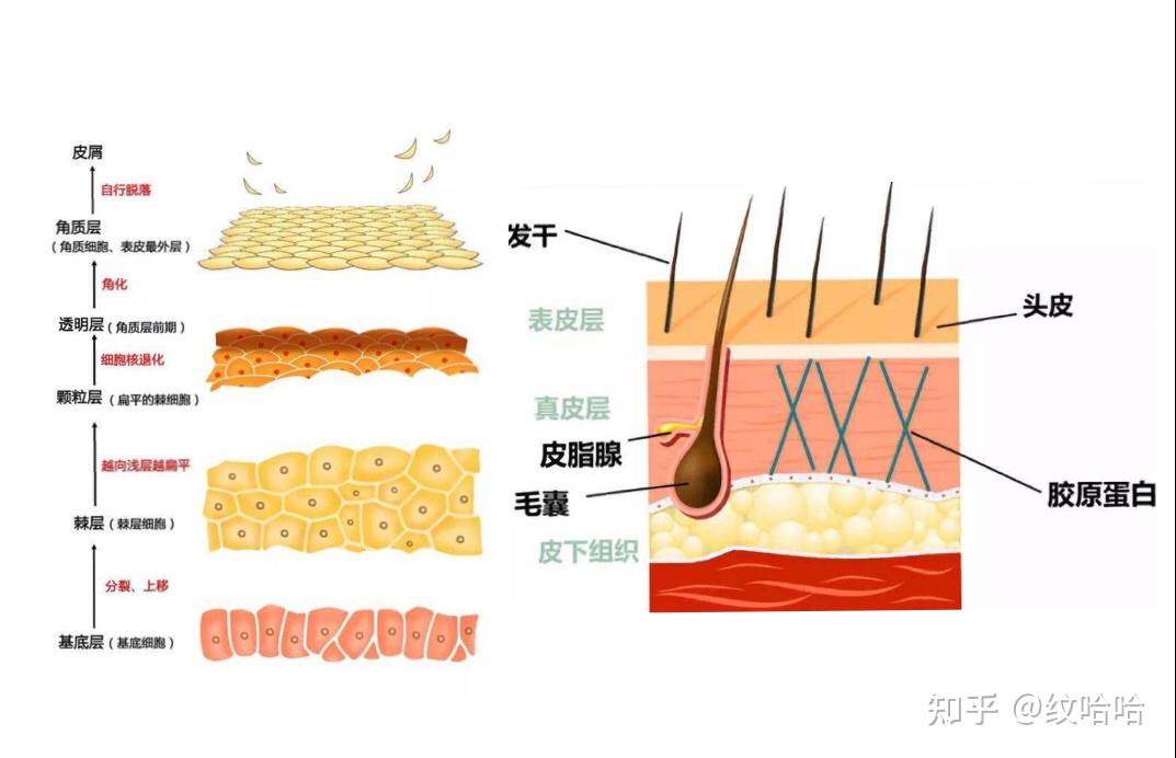 头皮不健康