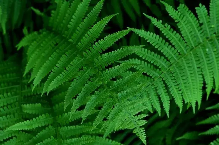 一日一花一诗蕨