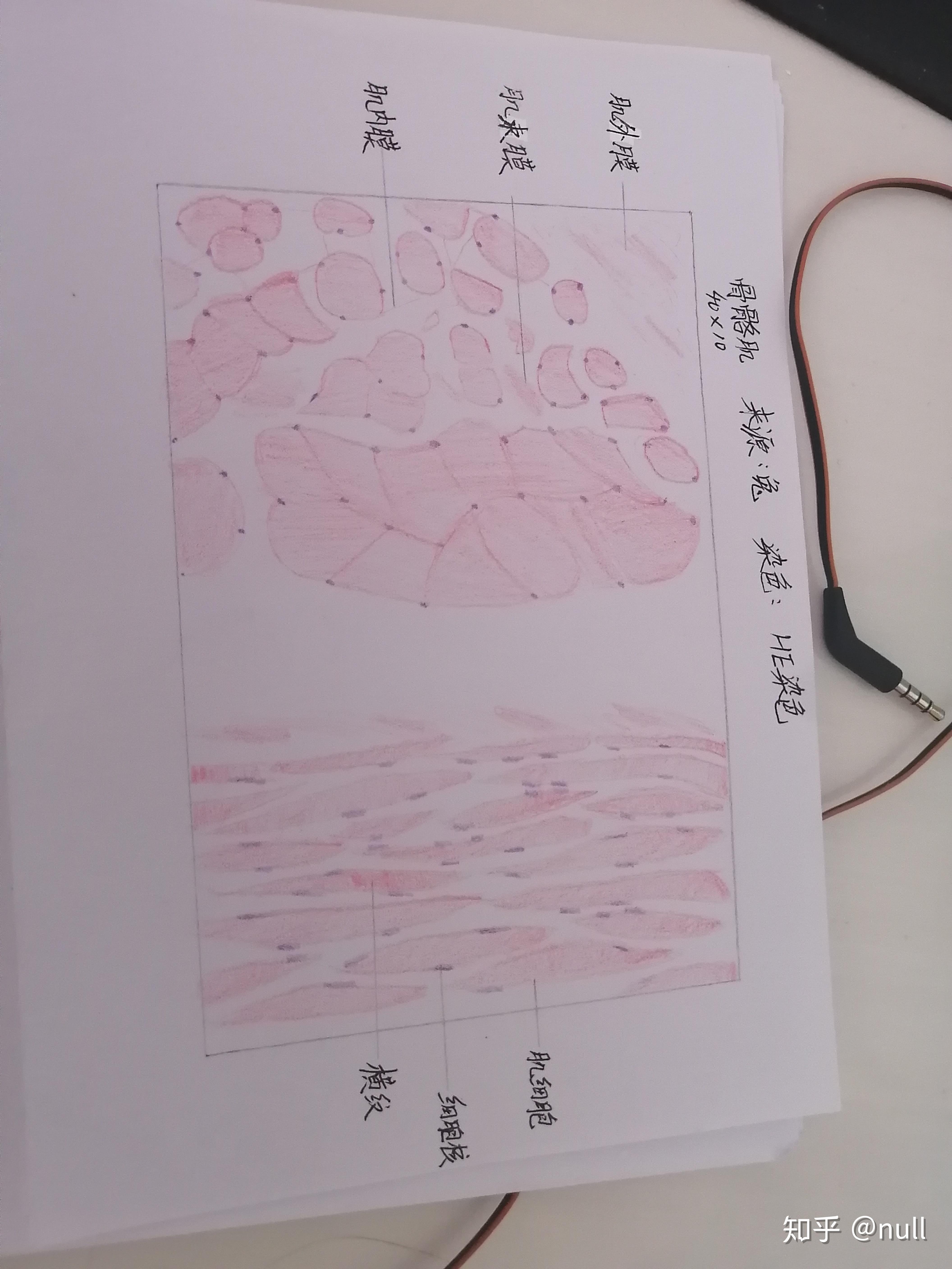 骨骼肌细胞图片手绘图图片