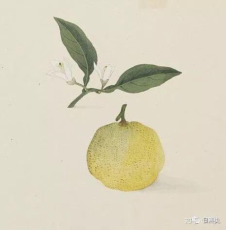 日本柚子 | 它，它，它，居然不是柚子，而是橙？！ - 知乎