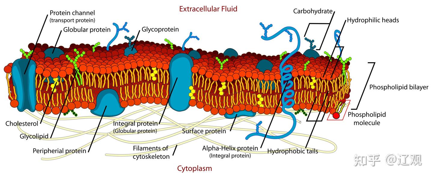Extracellular fluid（细胞外液） - 辽观搬运的英文维基百科词条- 知乎