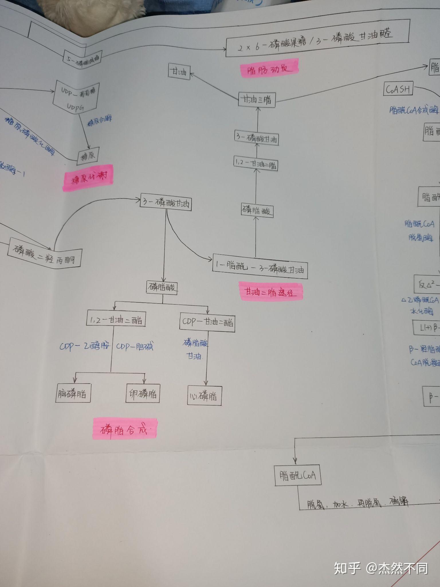生化代谢图 - 知乎