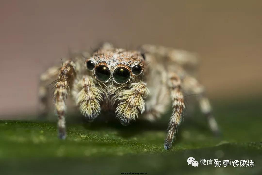 拟态进化一切为了活下去