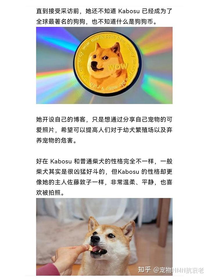 92再见,doge!全网怀念的网红柴犬kabosu的故事95
