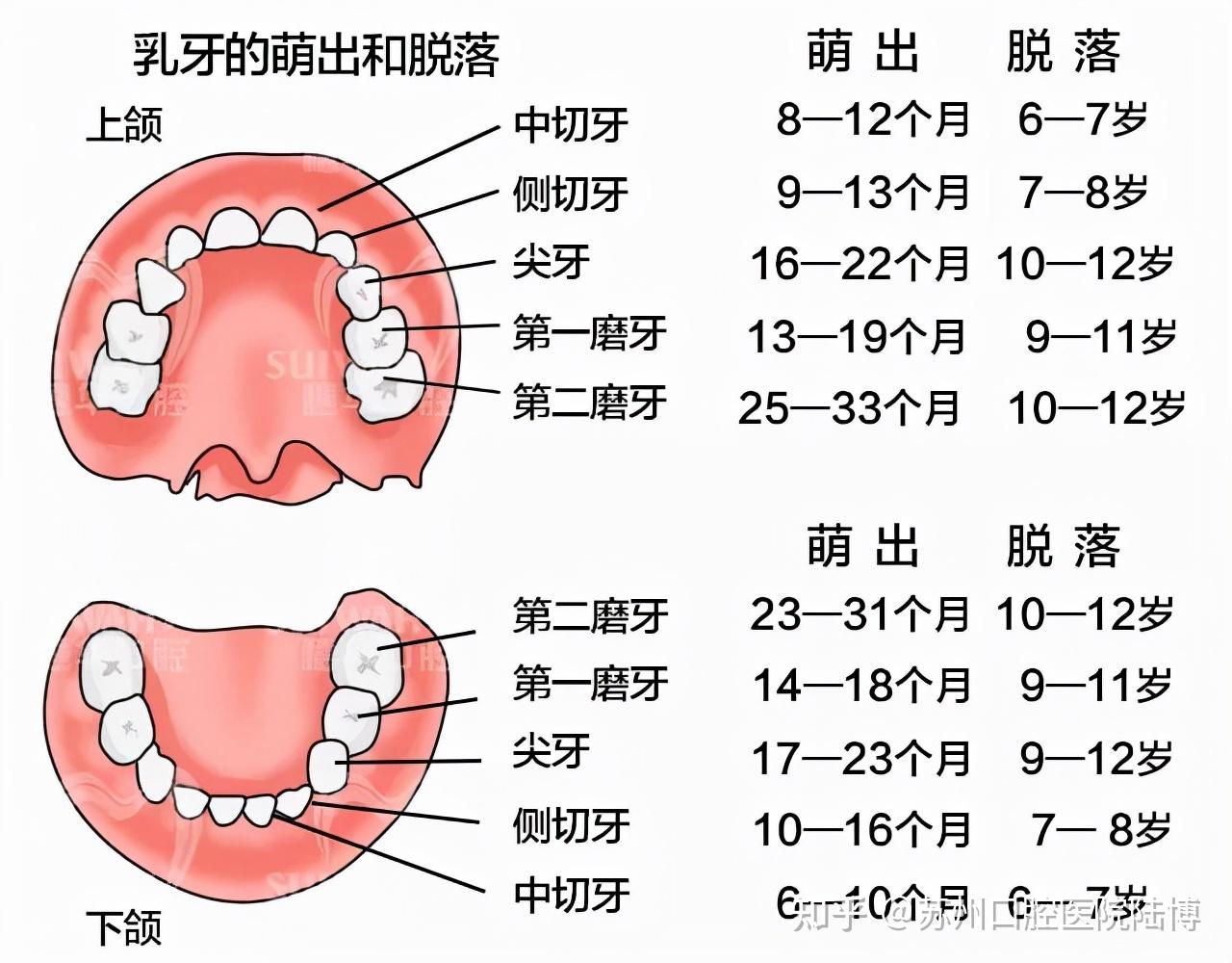 儿童乳牙恒牙换牙顺序图 - 知乎