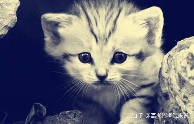 民间故事:三只狸猫 - 知乎