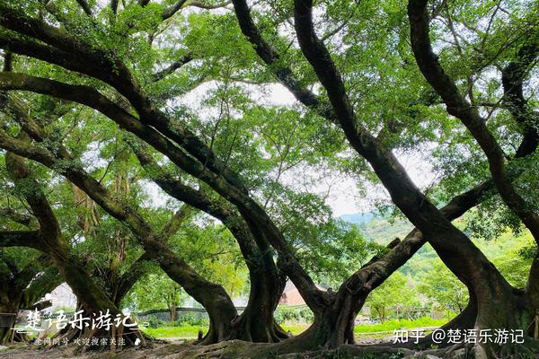 霞浦有一处仙气十足的古树林,被誉为拍照圣地,评价却褒贬不一 - 知乎