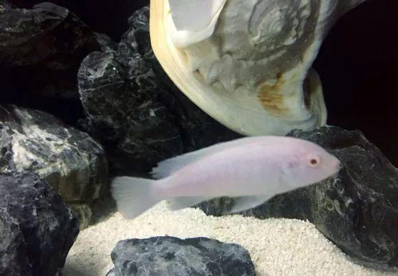 马湖雪鲷的生存方式野外不成活只要被人捧照样活