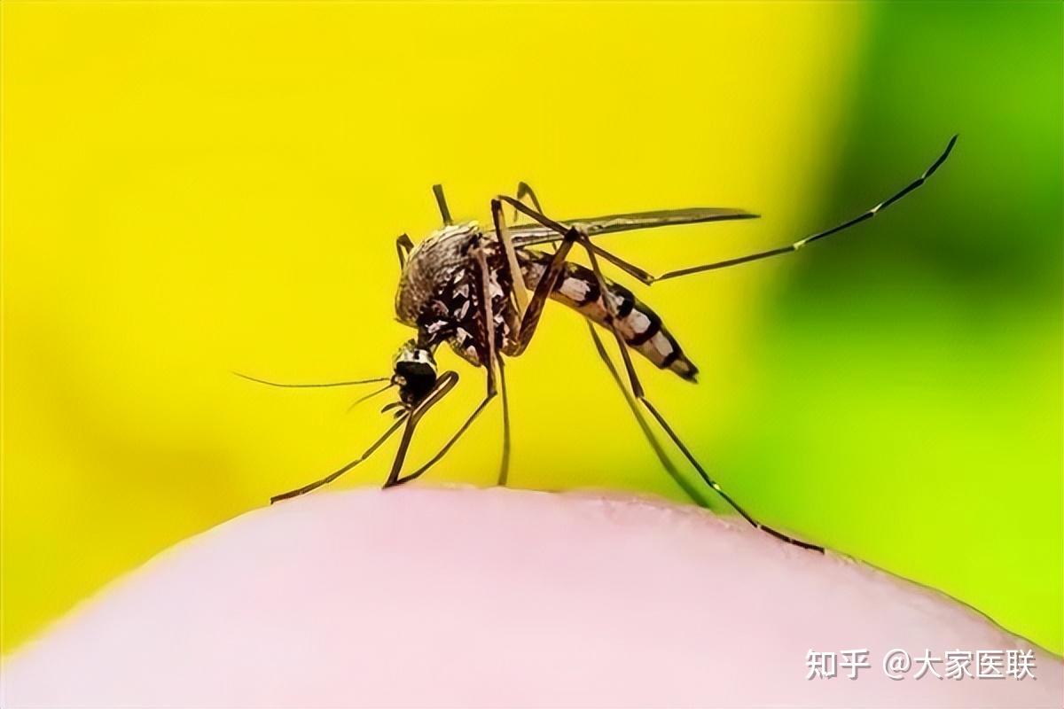 “国产”不如“进口”？仅50年，花蚊子如何让中国人不敢乘凉的？ - 哔哩哔哩