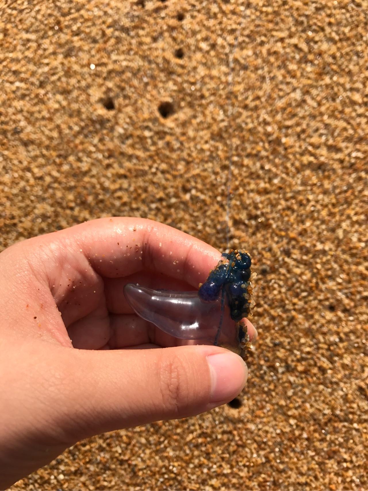 扎破僧帽水母的僧帽会怎样? - 知乎