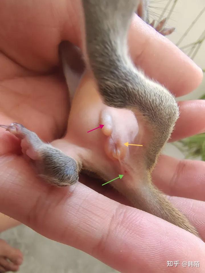 黄山松鼠25天幼崽