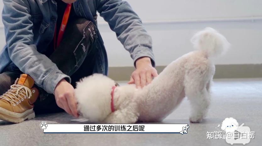 跟着奈娃家族上学日记学训狗2趴下拒食脱敏社会化训练