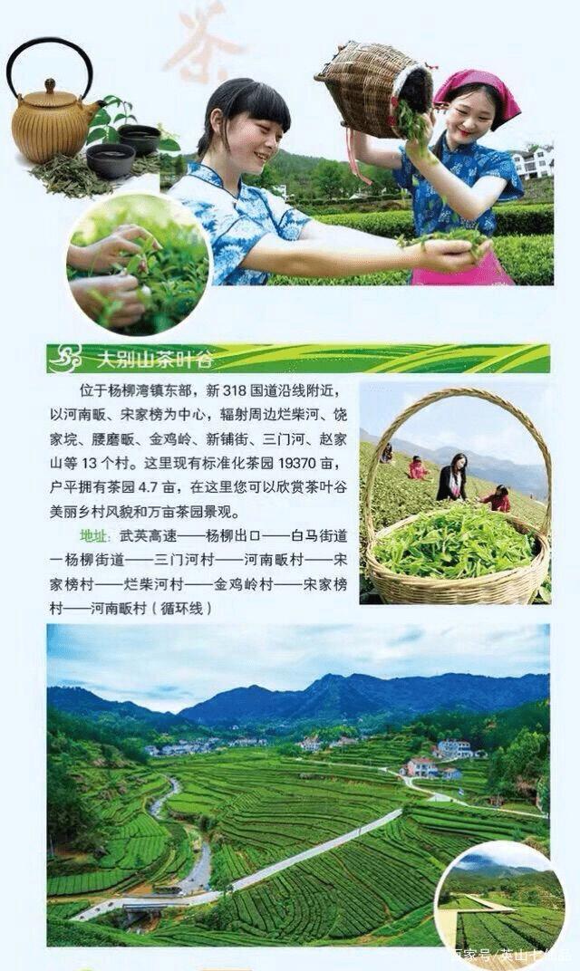 英山茶叶谷茶与爱情图片