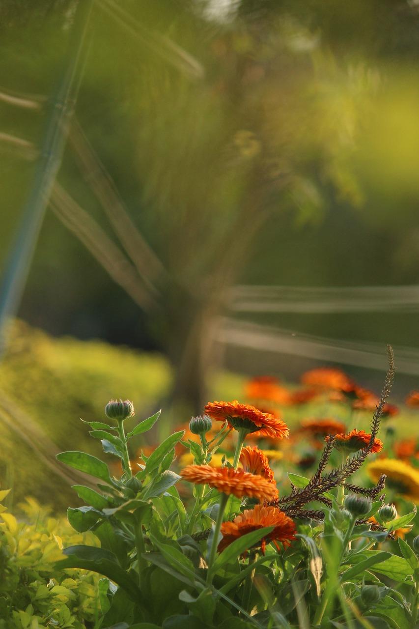 手机拍照哪家强