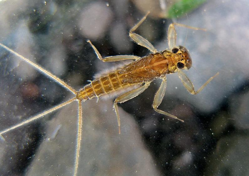 两种蜉蝣的稚虫.它们的样子很像水生的衣鱼或石蛃.