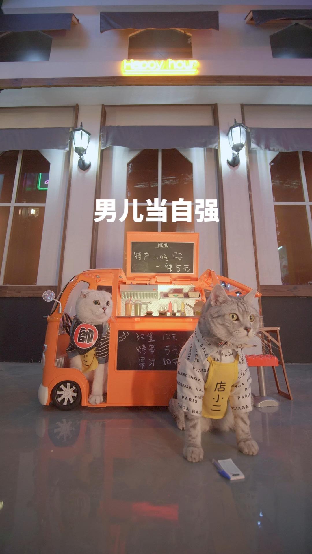 孟买猫(英文名:bombaycat)