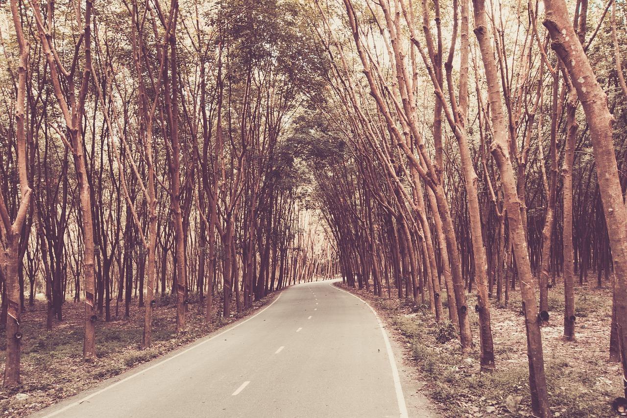 2. 漆树叶片特征