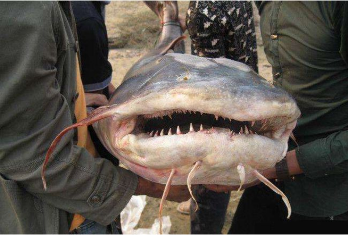 印度恒河物种泛滥鲶鱼体型比猪还大想低价出口我国直接被拒绝