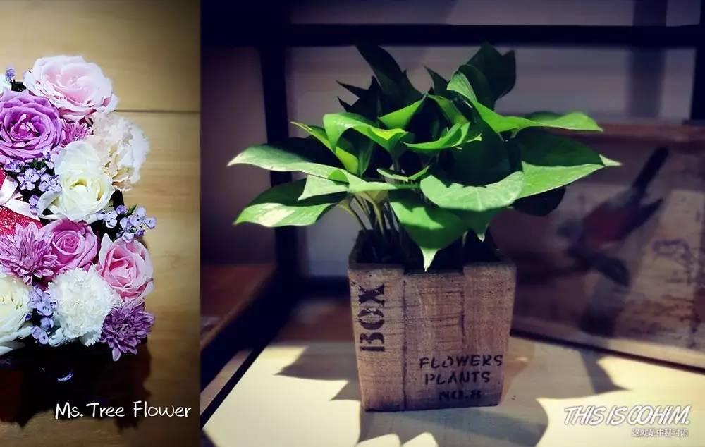 花艺店软装设德信娱乐计方案ppt